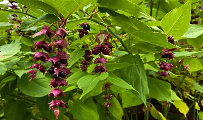 Himalayan Honeysuckle