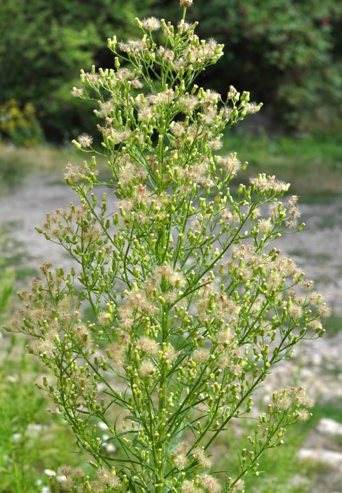 Horseweed in bloom