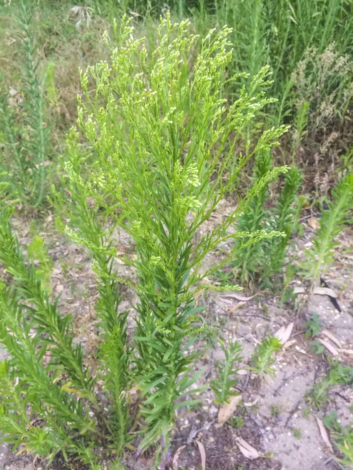 Horseweed