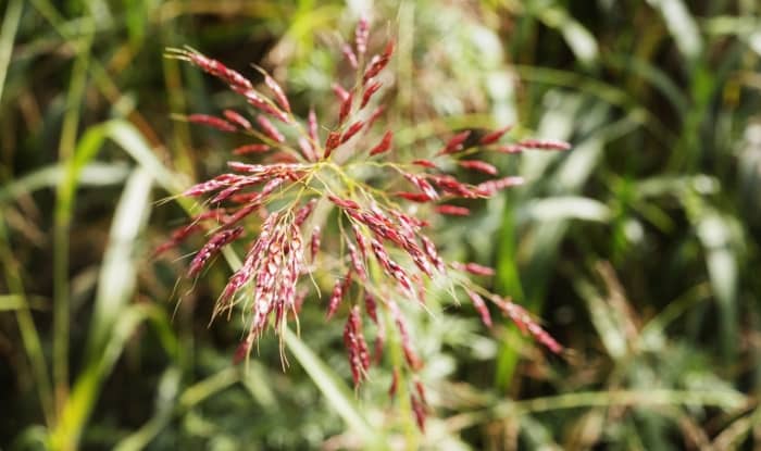 Johnsongrass flowers