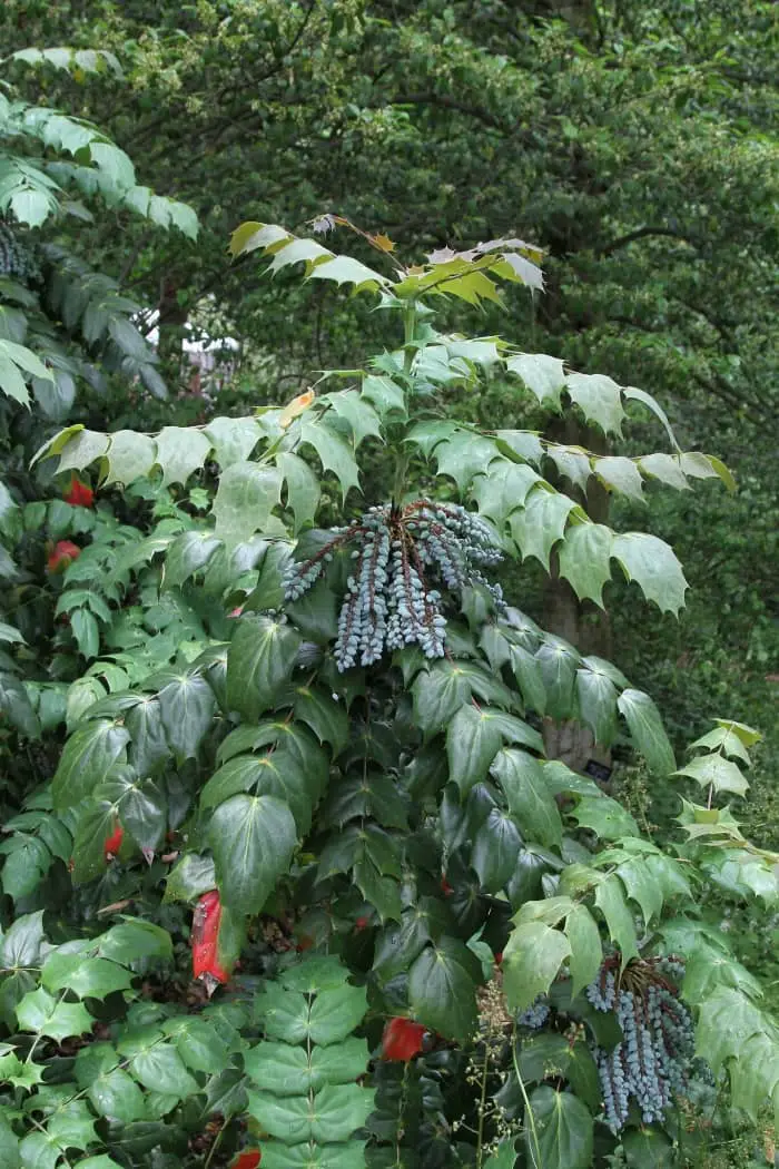 Mahonia Bealei