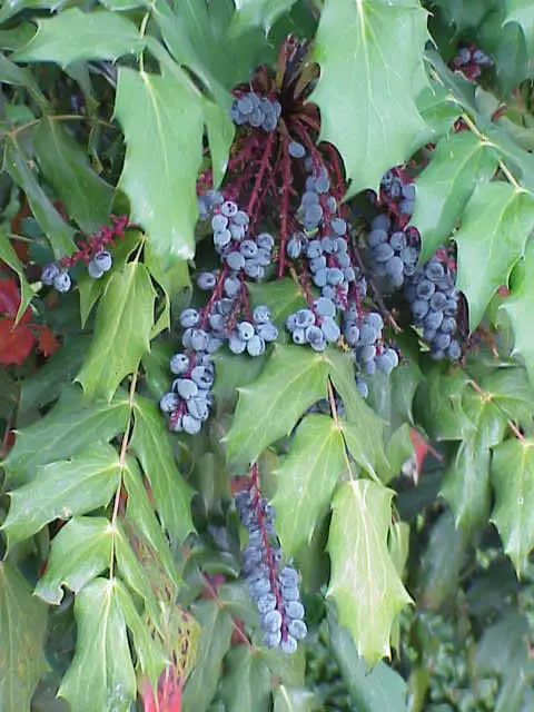 Leatherleaf mahonia berries