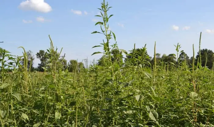 Palmer Amaranth Growing In Field