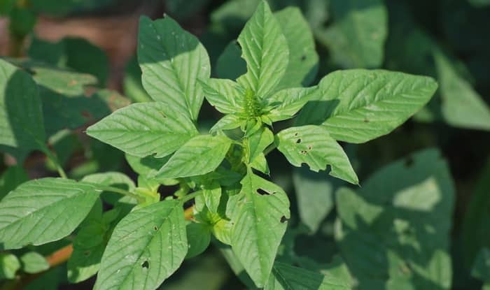 Palmer Amaranth Leaves