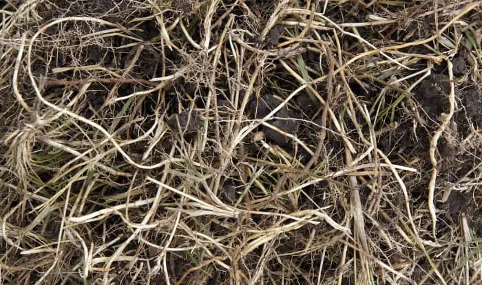 quackgrass rhizomes