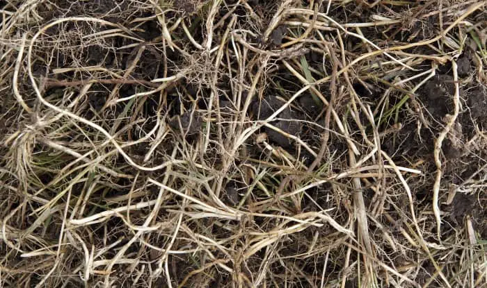 Quackgrass Rhizomes