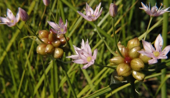 Allium Canadense 