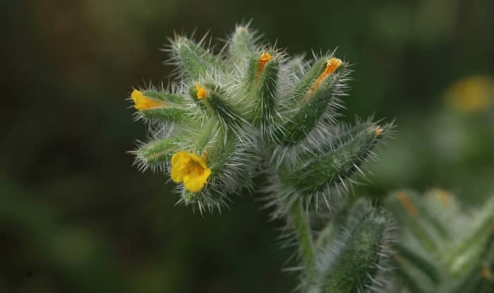 Amsinckia tessellata