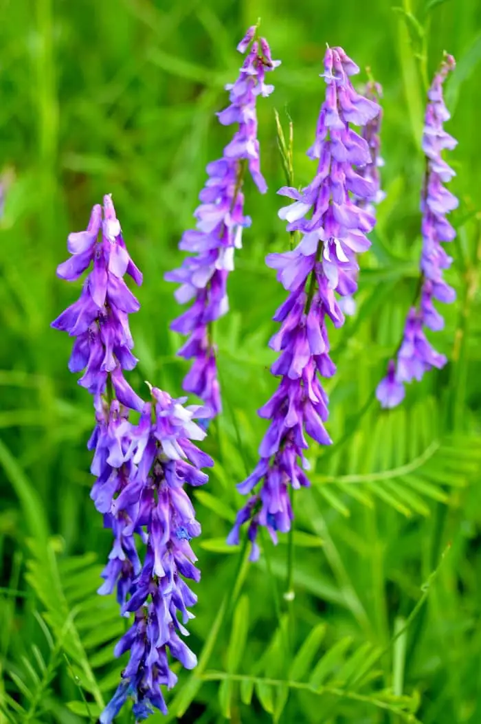 Bird vetch 