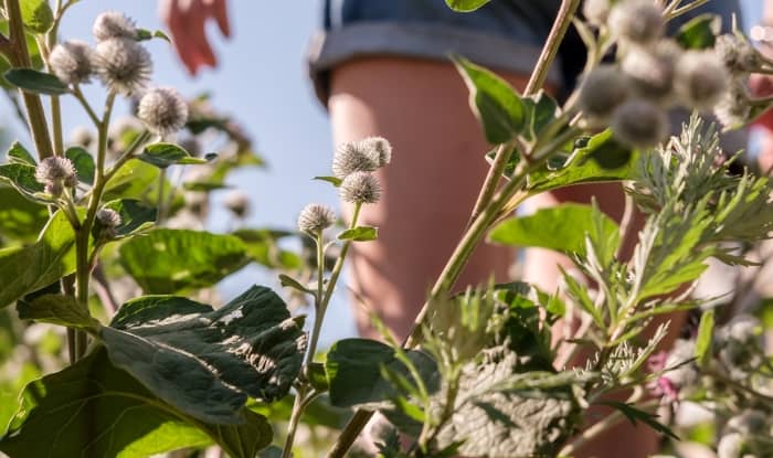 Burrs on weed