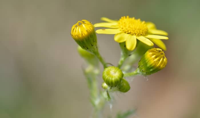 Common ragwort flowers