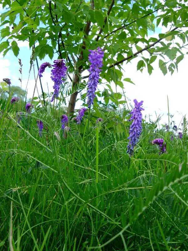 Cow vetch