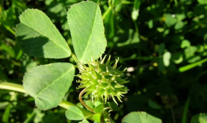 Medicago Polymorpha