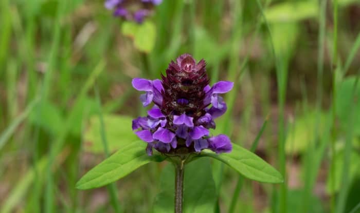 Self-heal flowers