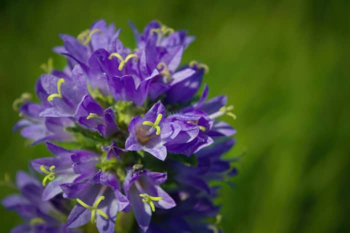 Self-heal