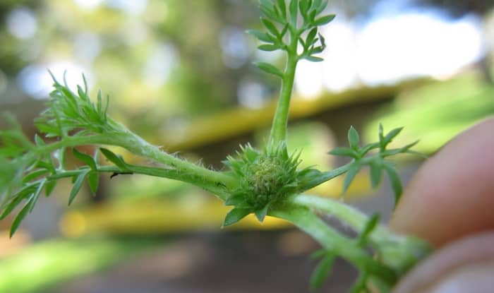 Soliva Sessilis Fruit