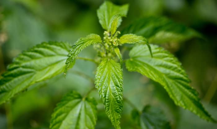 Stinging nettle leaves