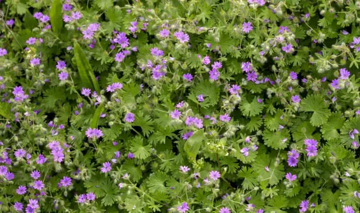 dove's foot crane's bill