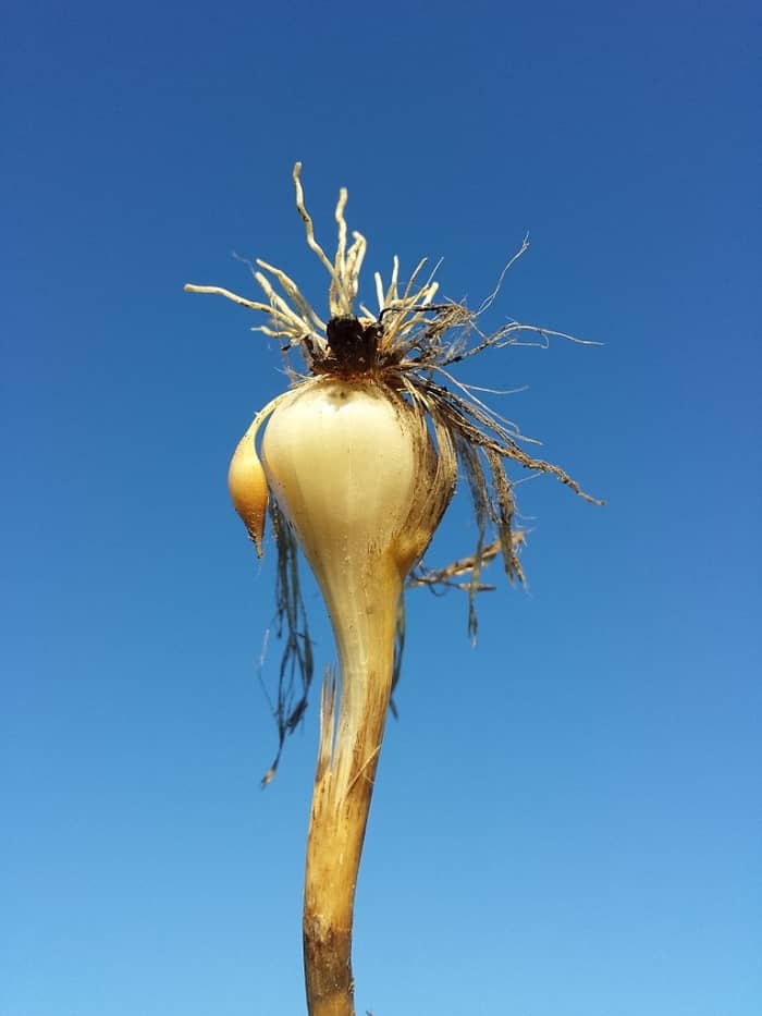 Allium vineale bulb