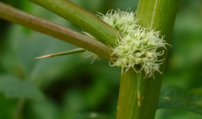 Amaranthus Spinosa thorns