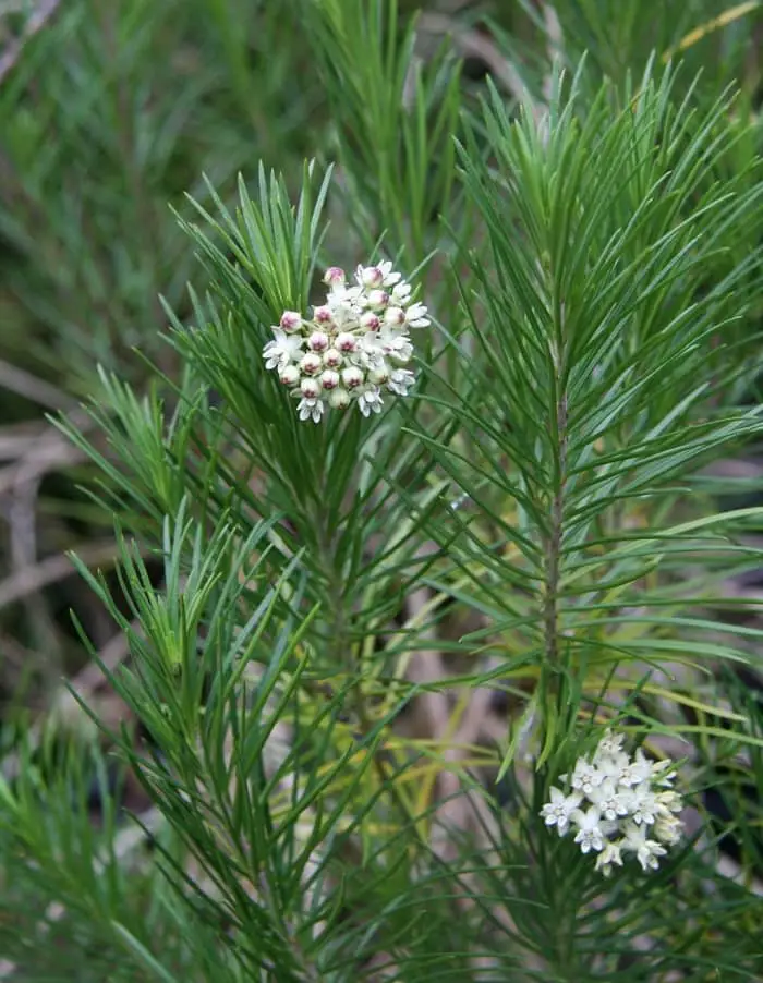 Asclepias_linaria flower