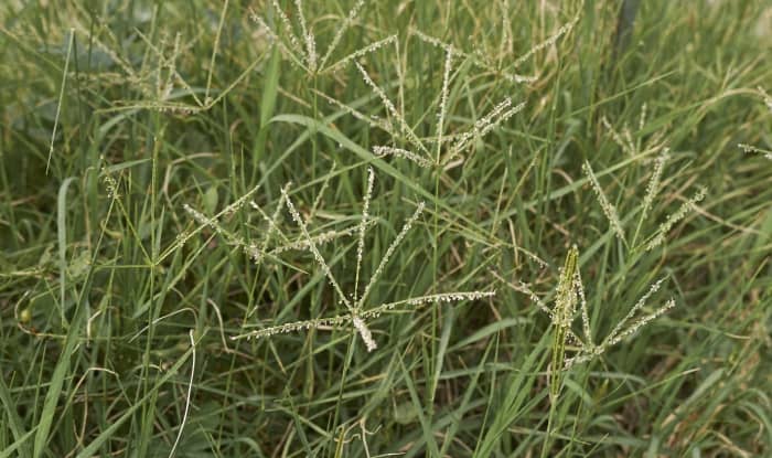 Bermudagrass flowering