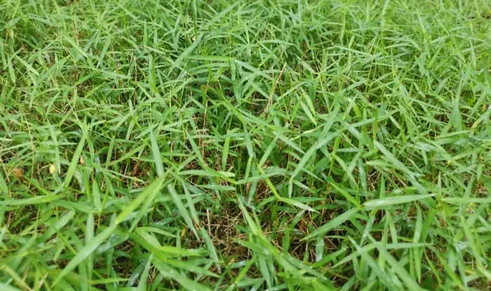 Bermudagrass