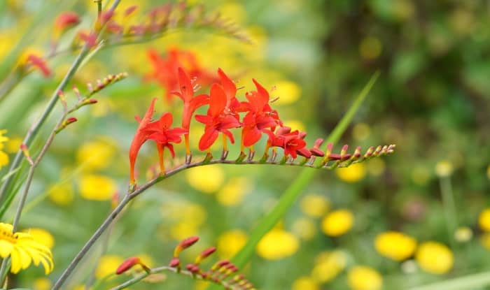 Crocosmia x crocosmiiflora flowers