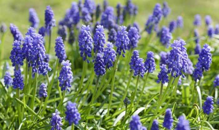 Grape Hyacinth