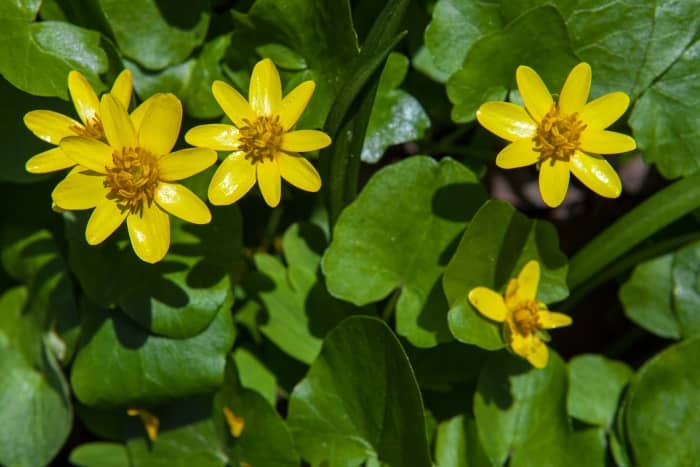 Lesser celandine flowers