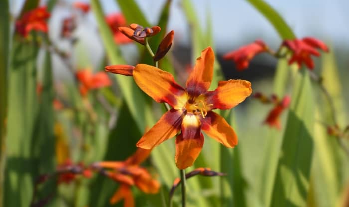 Montbretia flower