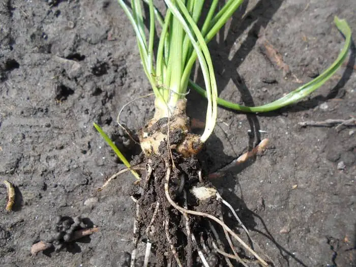 Star Of Bethlehem Bulb