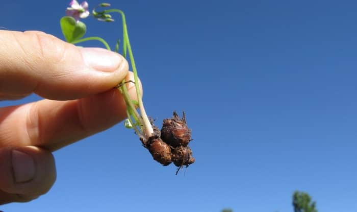 Oxalis articulata rhizome