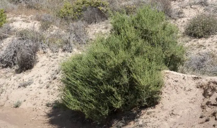 Salsola oppositifolia