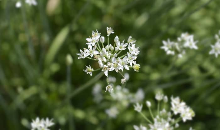 Slender False Garlic Flowers