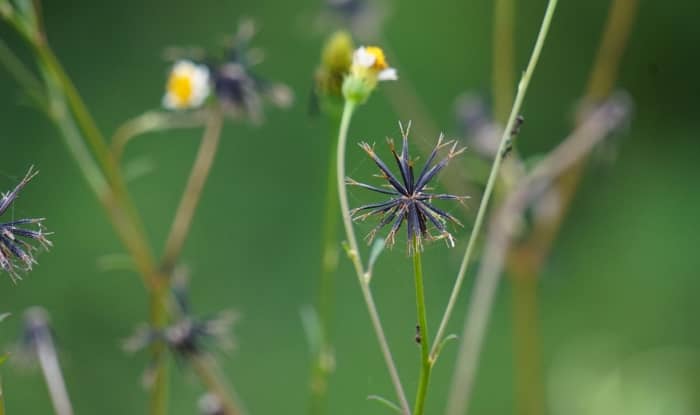 Spanish needles seeds