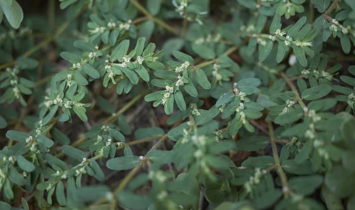 Spotted Spurge leaves