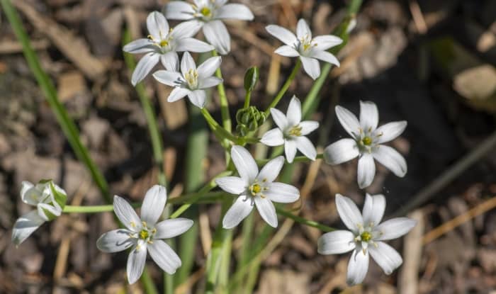 Star of bethlehem flowers