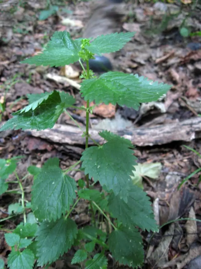 Heartleaf nettle