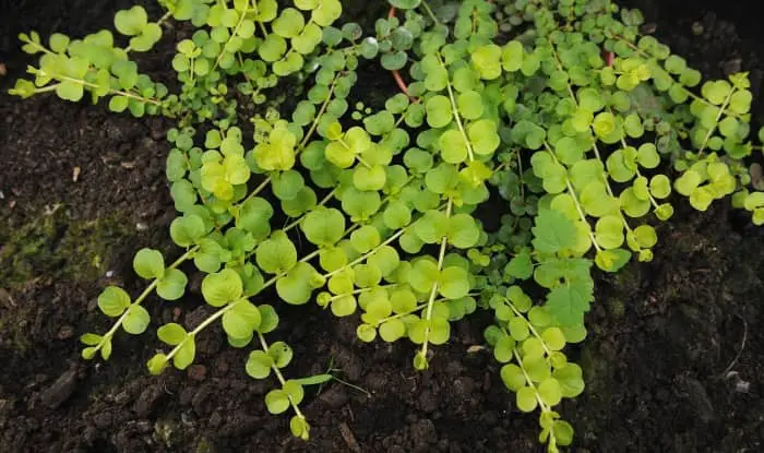 Creeping Jenny Leaves