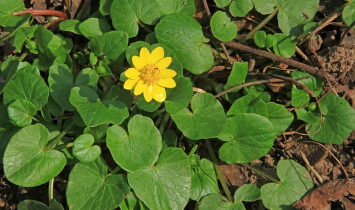 Lesser Celandine Leaves And Flower