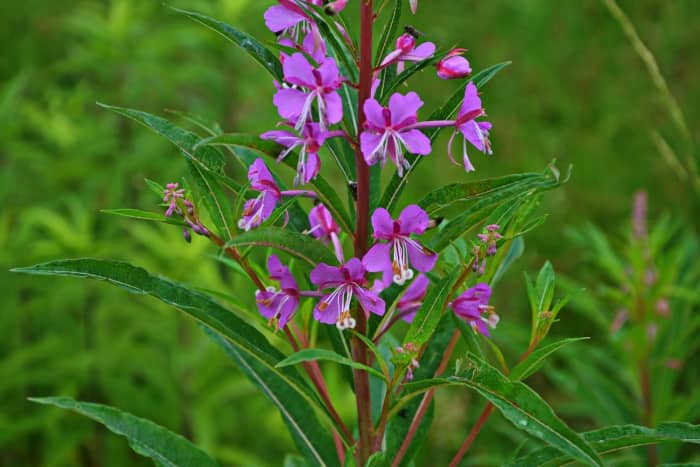 Rosebay Willowherb flowers