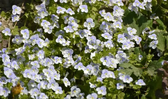 Slender speedwell flowers