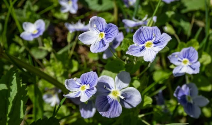 Slender speedwell