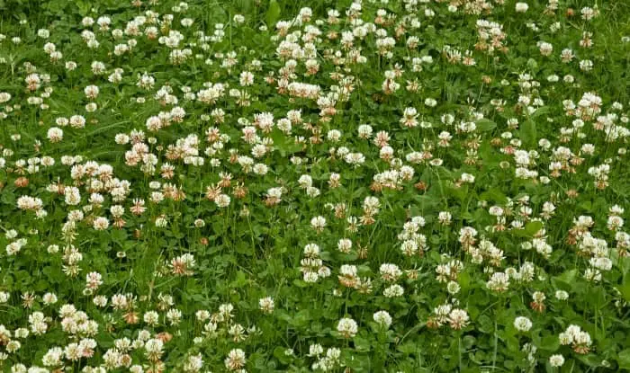 White clover flowers