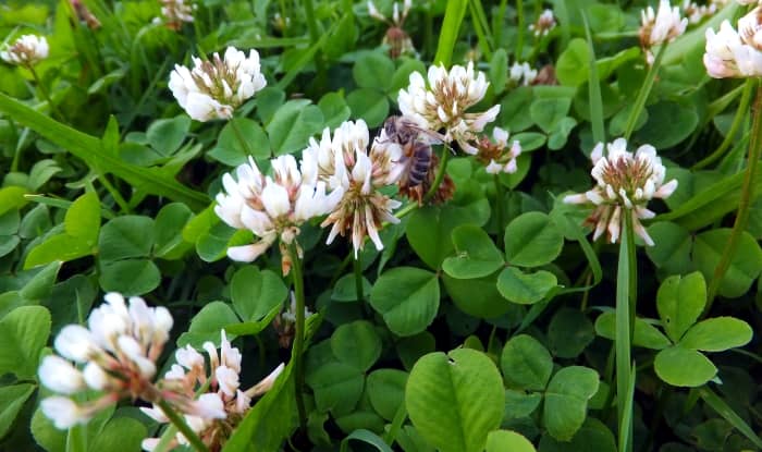 White clover in meadows