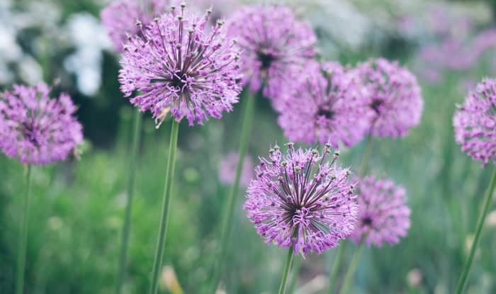 Wild Onion Flowers