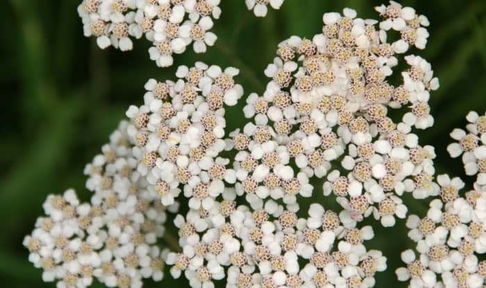 Yarrow flowers