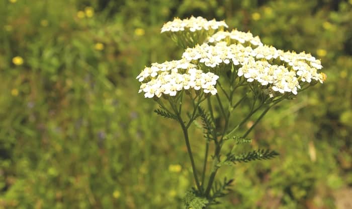 Yarrow