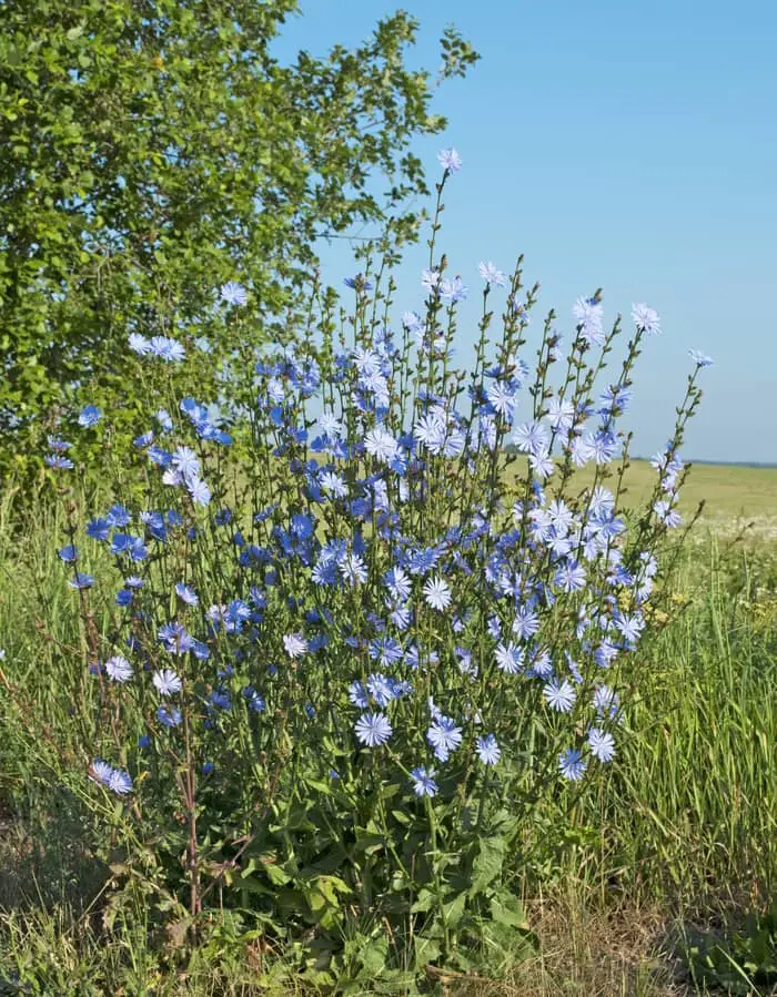 Chicory In Bloom